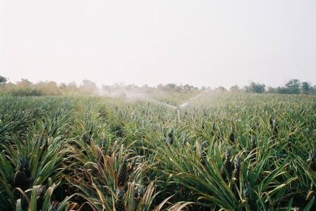 pineapple crop