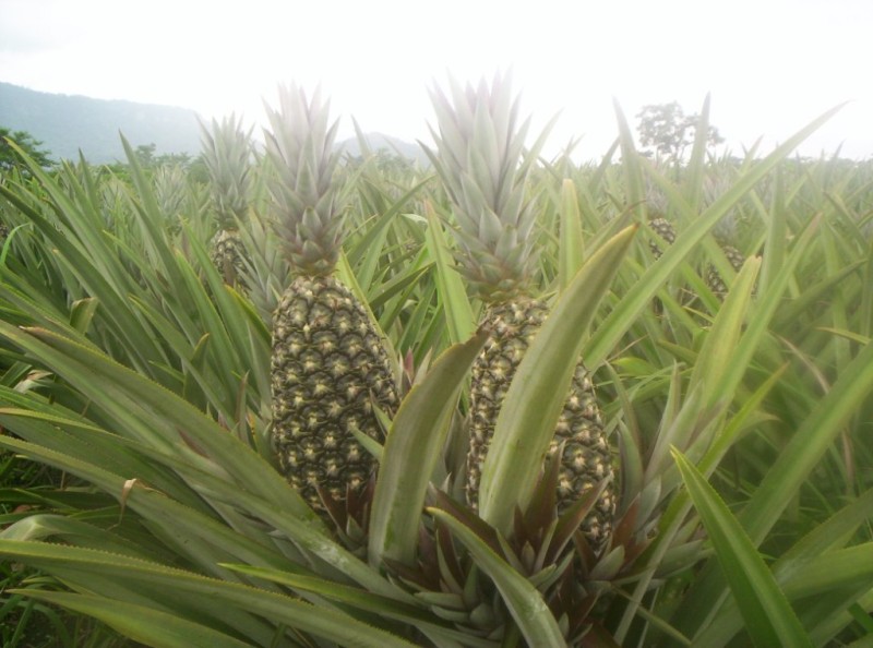 pineapple crop2